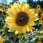 ÄLYÄ hyvä elämä kylillä -hanke alkaa!